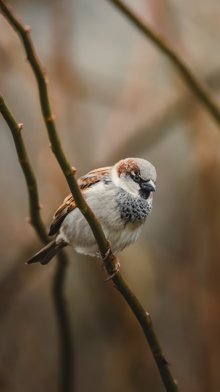 Captivating close-up of a sparrow perched delicately on a branch.