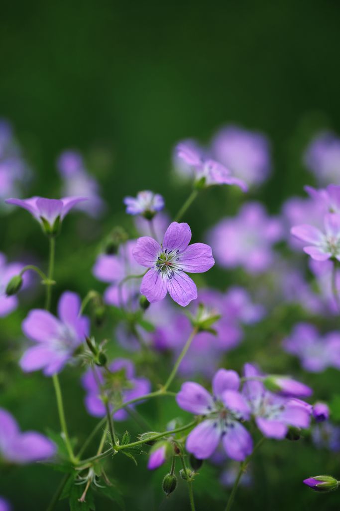 Vibrant purple flowers blooming in a lush green field, showcasing natural beauty.
